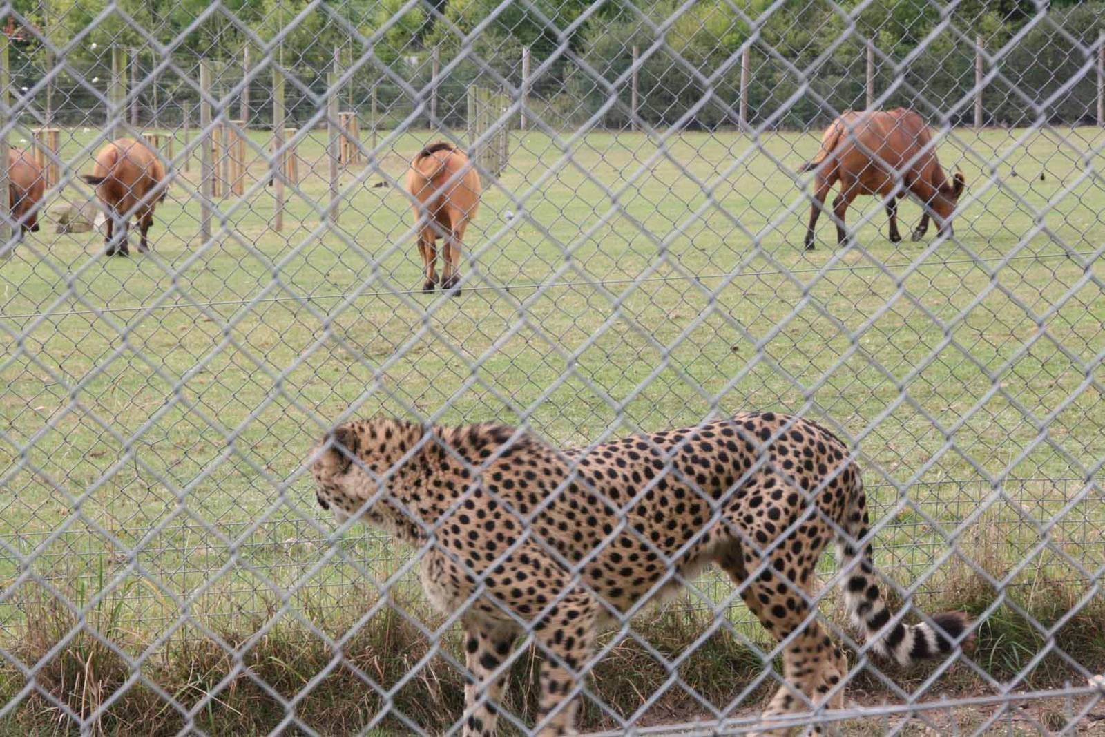 Cheetah, Marwell Wildlife