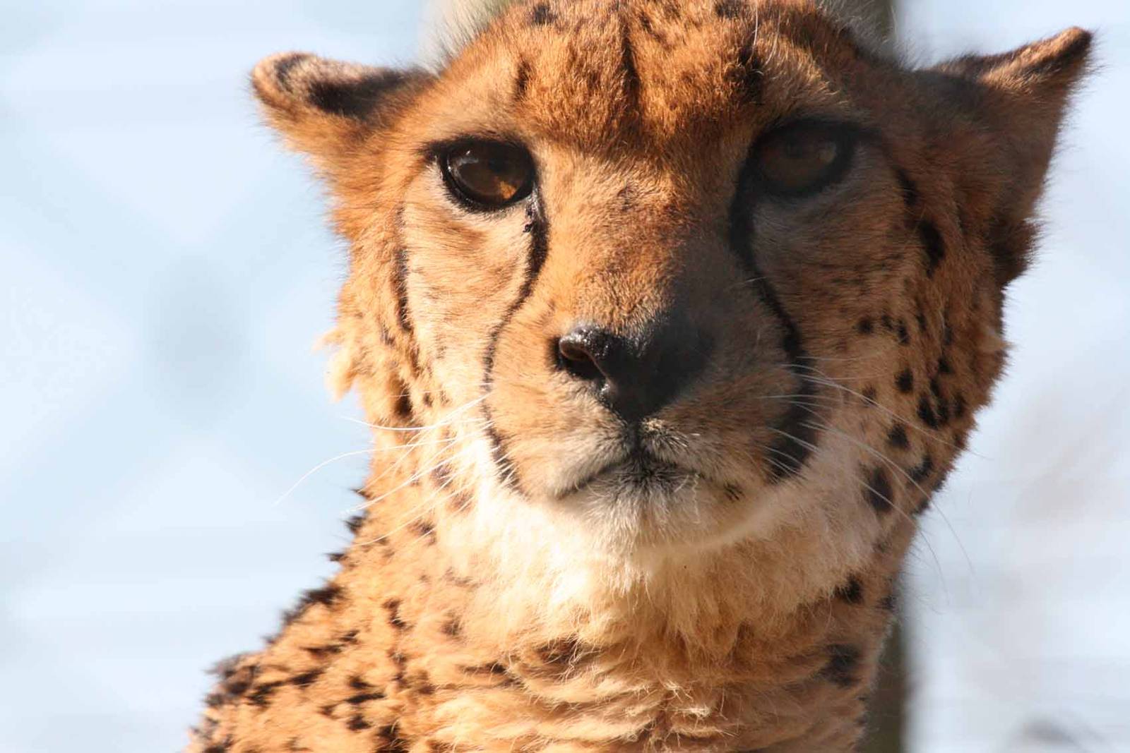 Cheetah, Marwell Wildlife