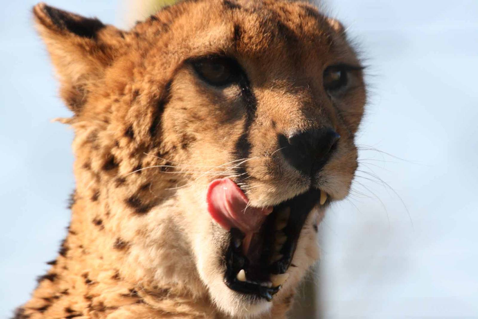 Cheetah, Marwell Wildlife