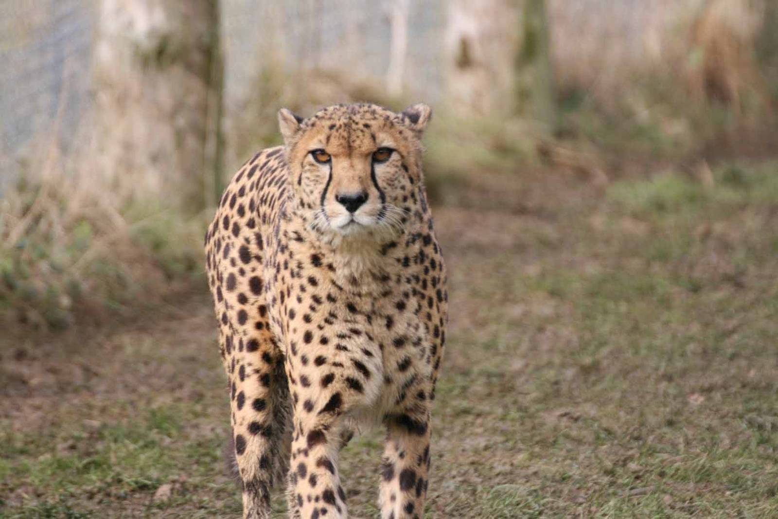 Cheetah, Marwell Wildlife