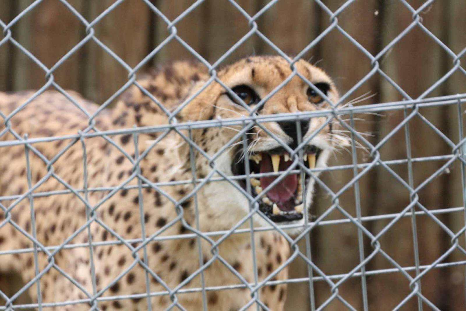 Cheetah, Marwell Wildlife
