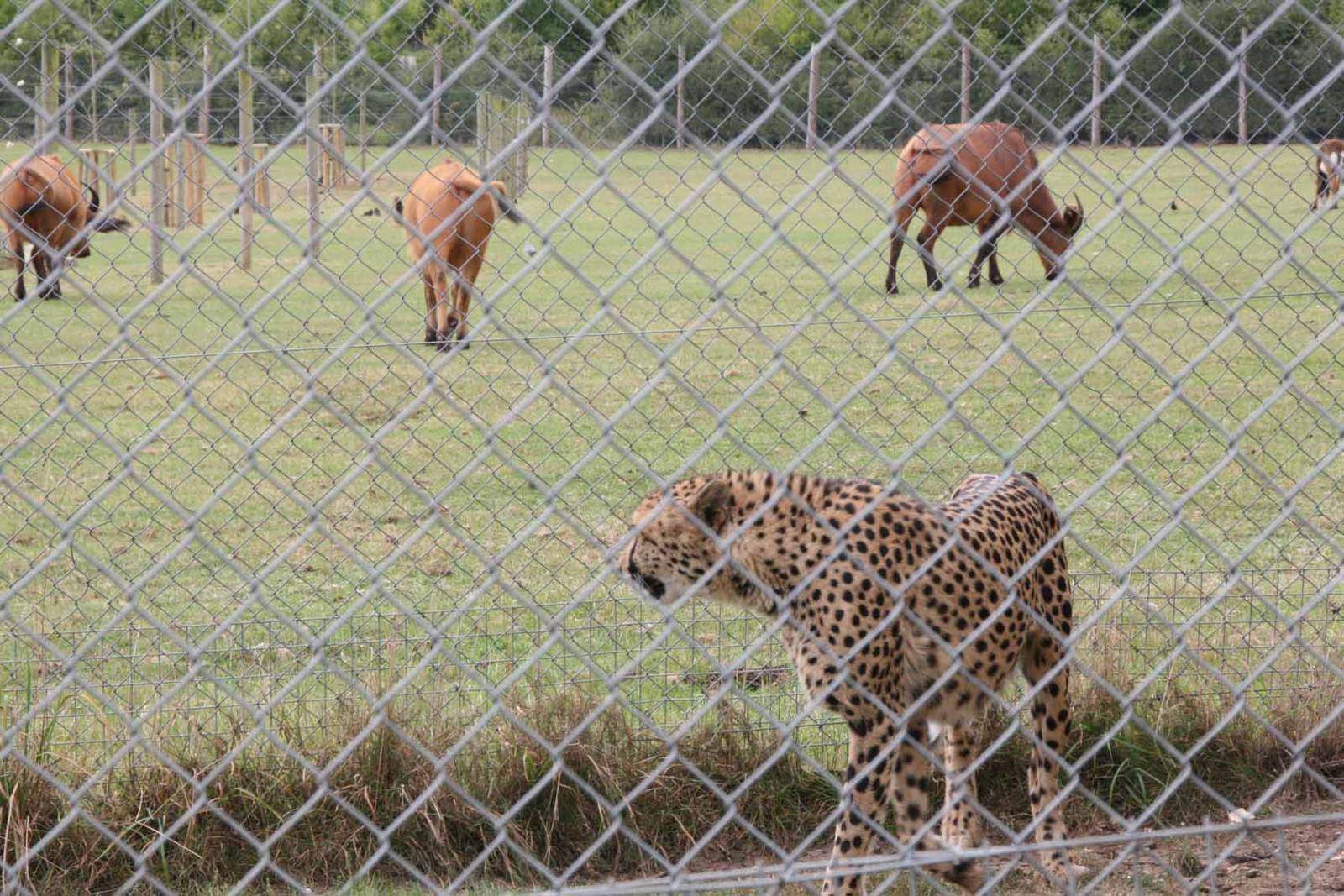 Cheetah, Marwell Wildlife