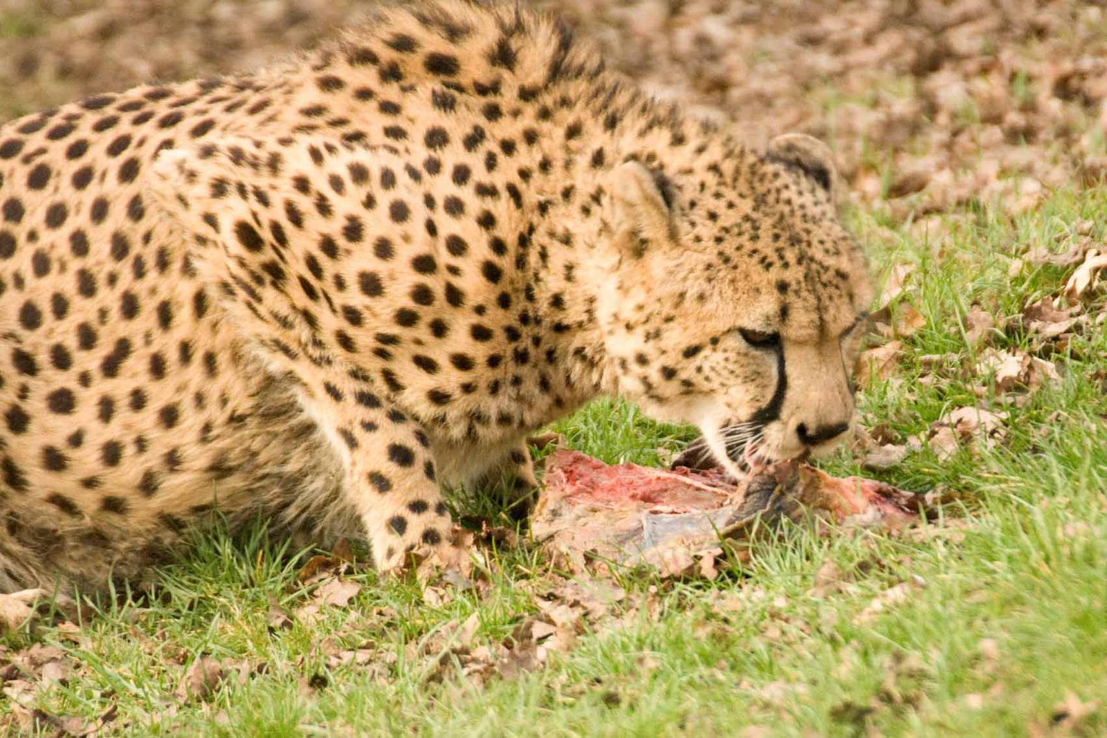 Cheetah, Marwell Wildlife