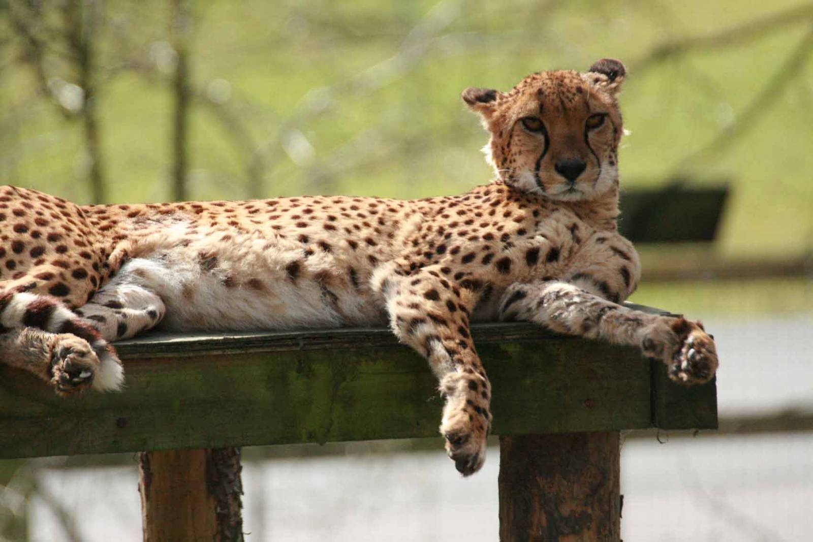 Cheetah, Marwell Wildlife