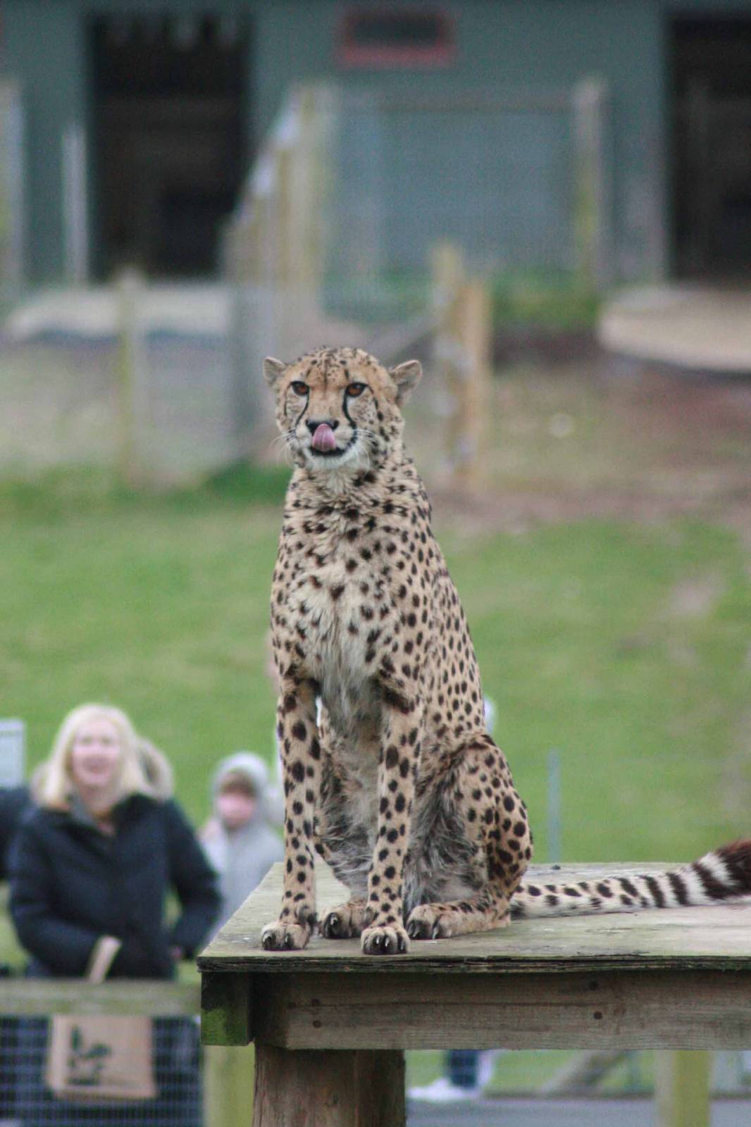Cheetah, Marwell Wildlife