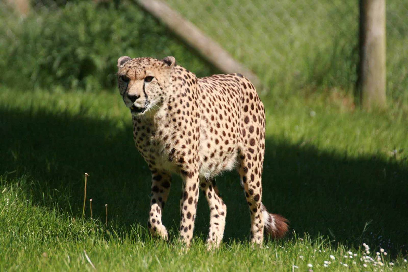 Cheetah, Marwell Wildlife