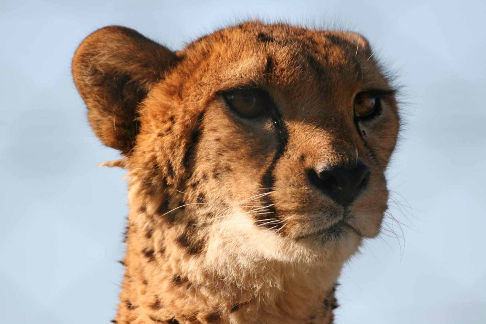 Cheetah, Marwell Wildlife