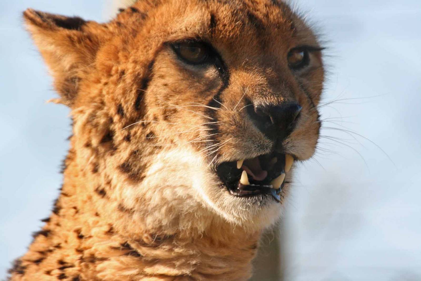 Cheetah, Marwell Wildlife