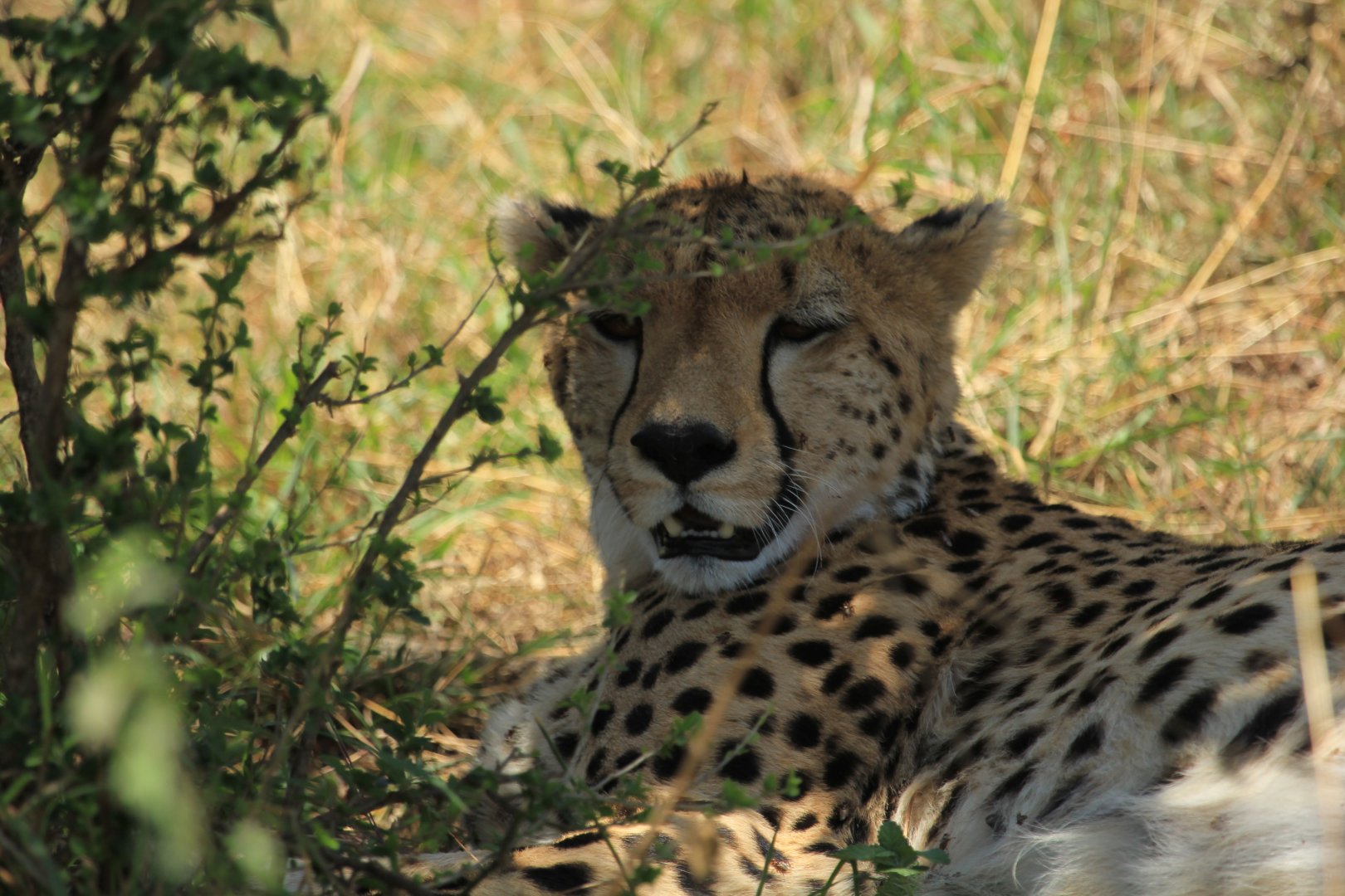Cheetah - Masai Mara (September 2018)