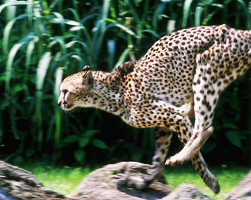 cheetah, Memphis Zoo