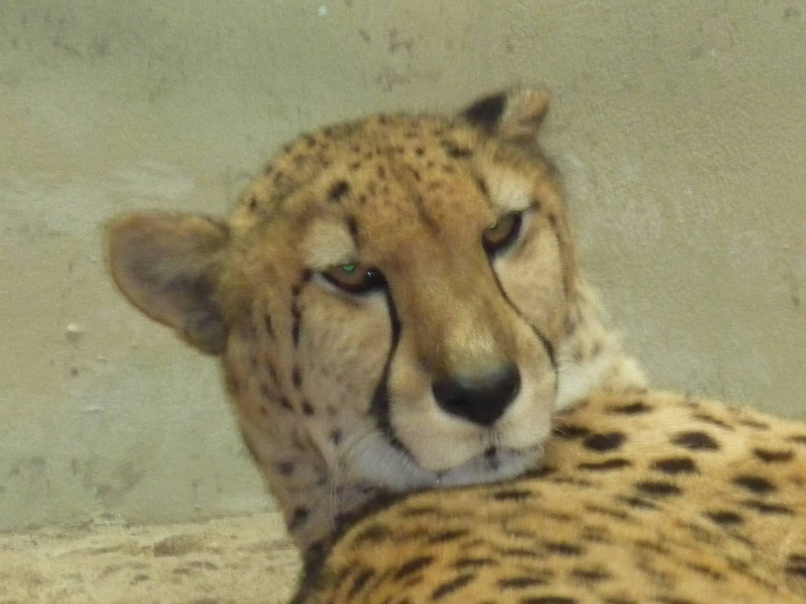 cheetah milwaukee zoo halloween 2011