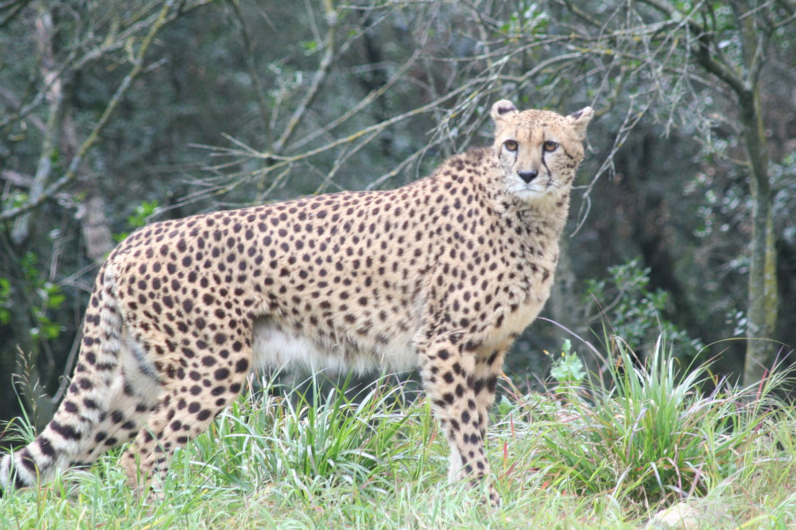 Cheetah - Montpellier 07