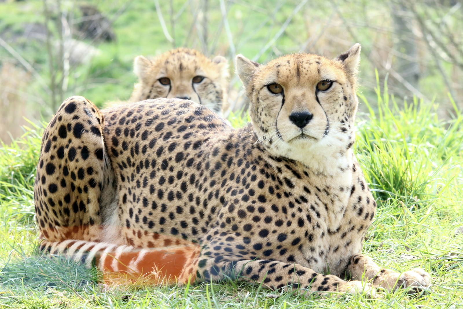 Cheetah mother and cub 27-3-14