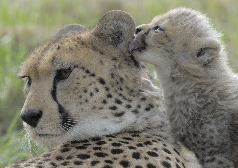 Cheetah mother and cub