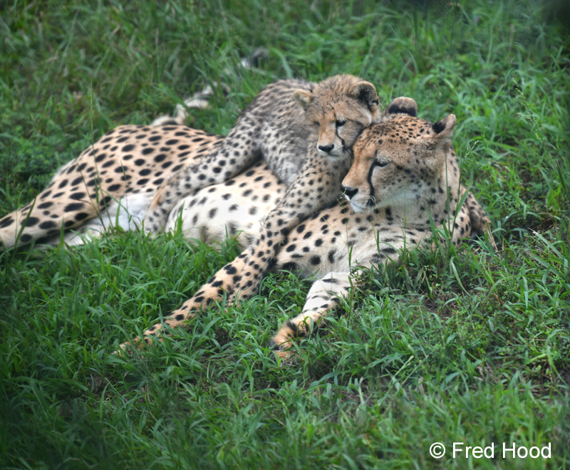 cheetah mother and cub