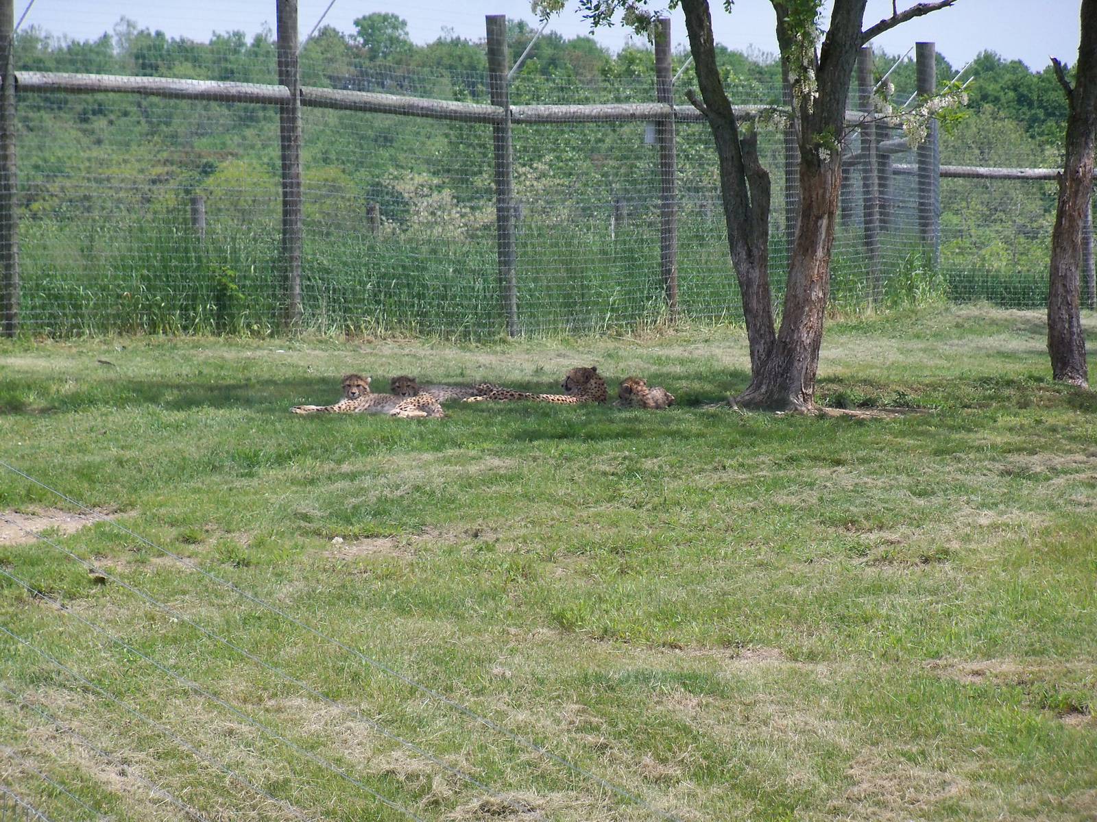 Cheetah Mother and Young