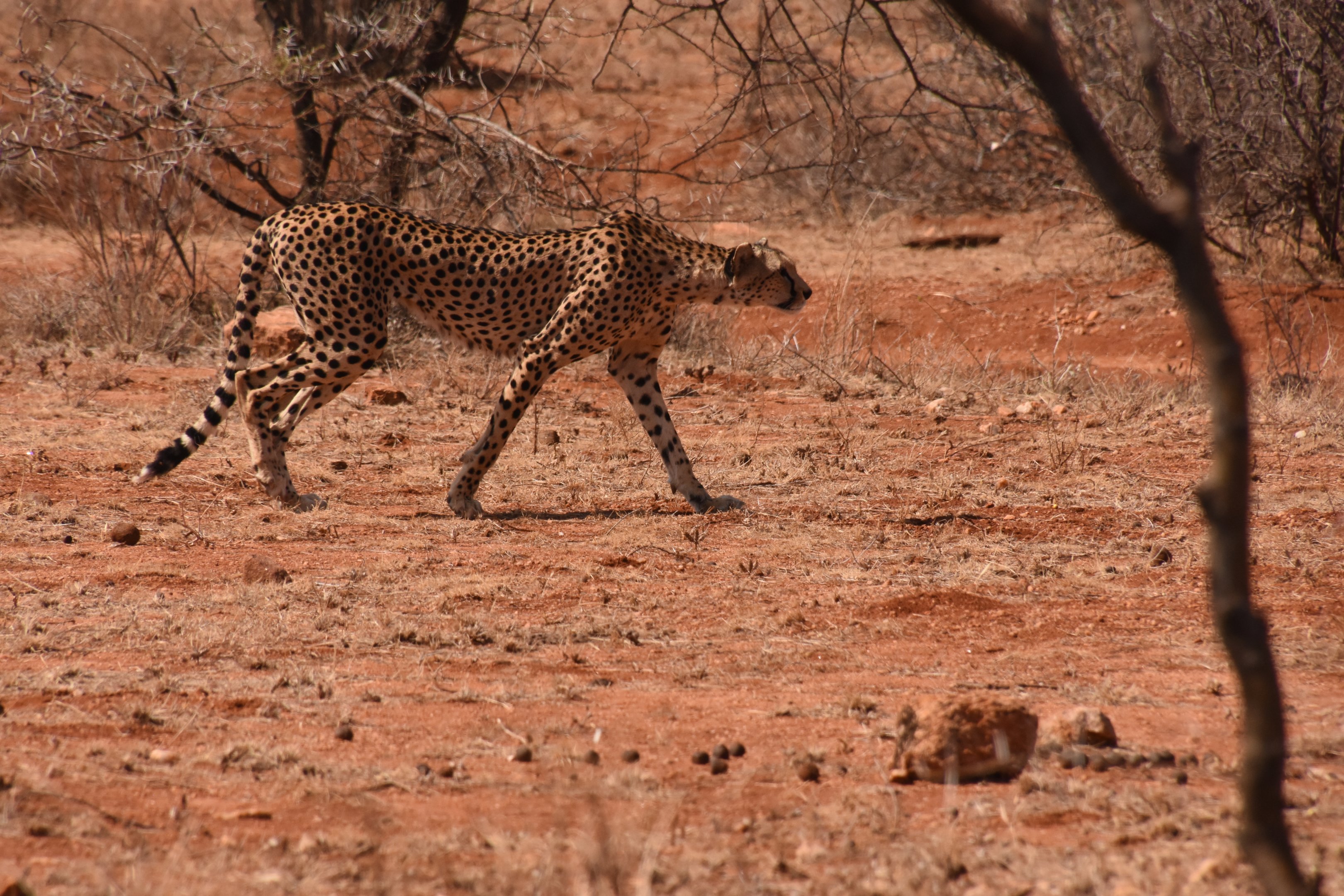 Cheetah mother on the hunt