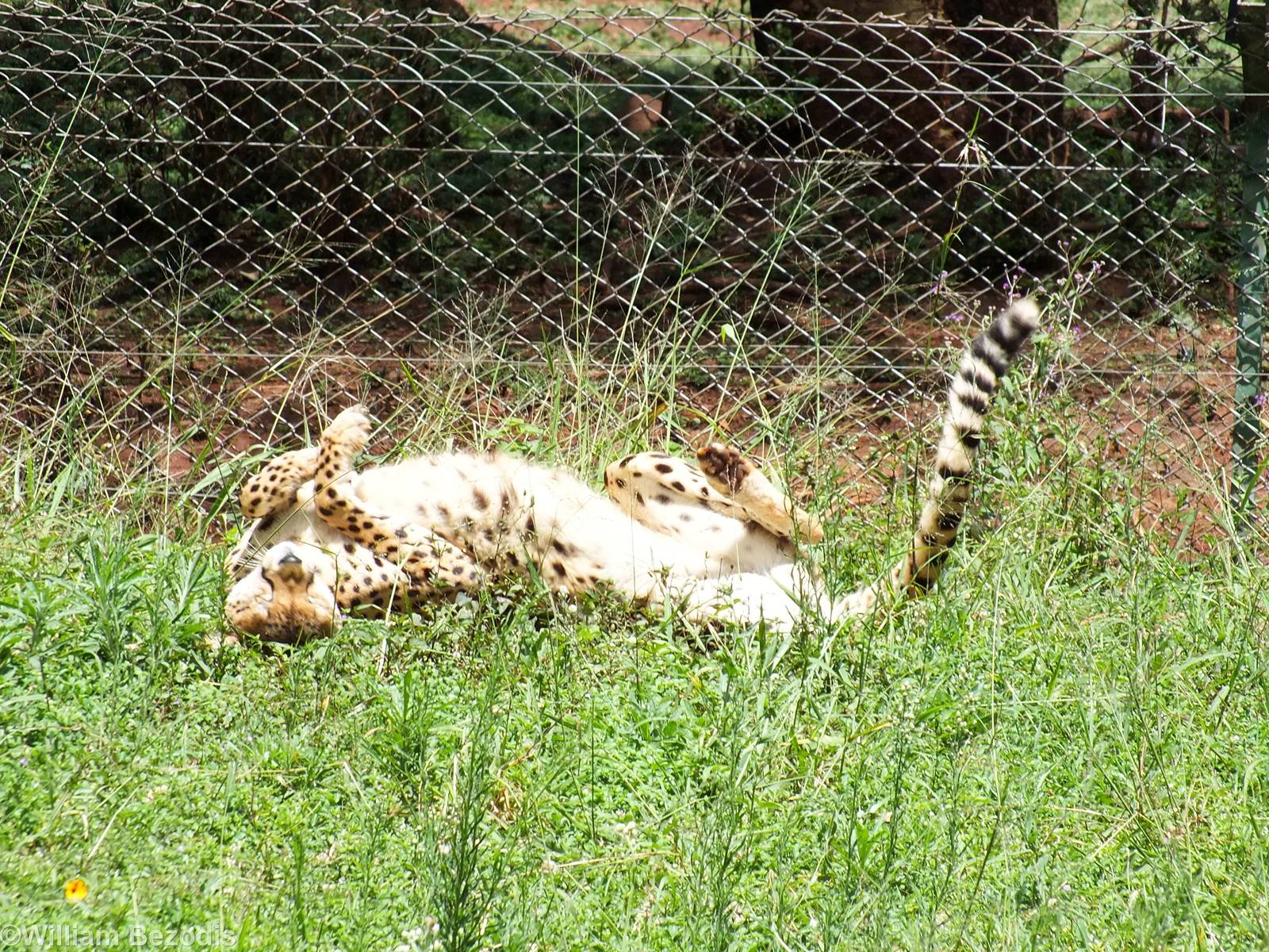 Cheetah - Nairobi Safari Walk