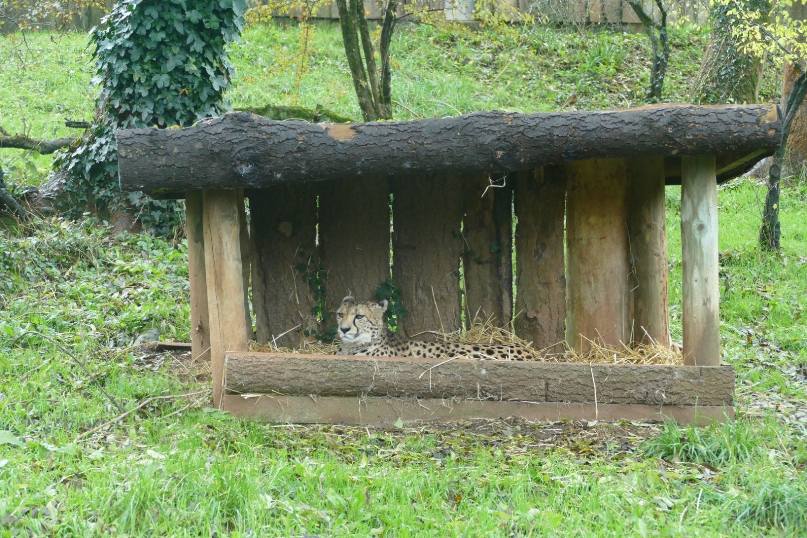 Cheetah, November 2018