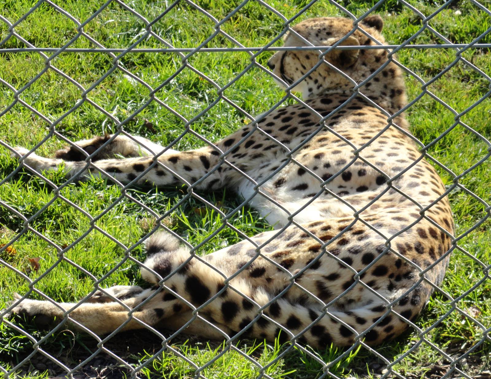 Cheetah  - Oct 2011