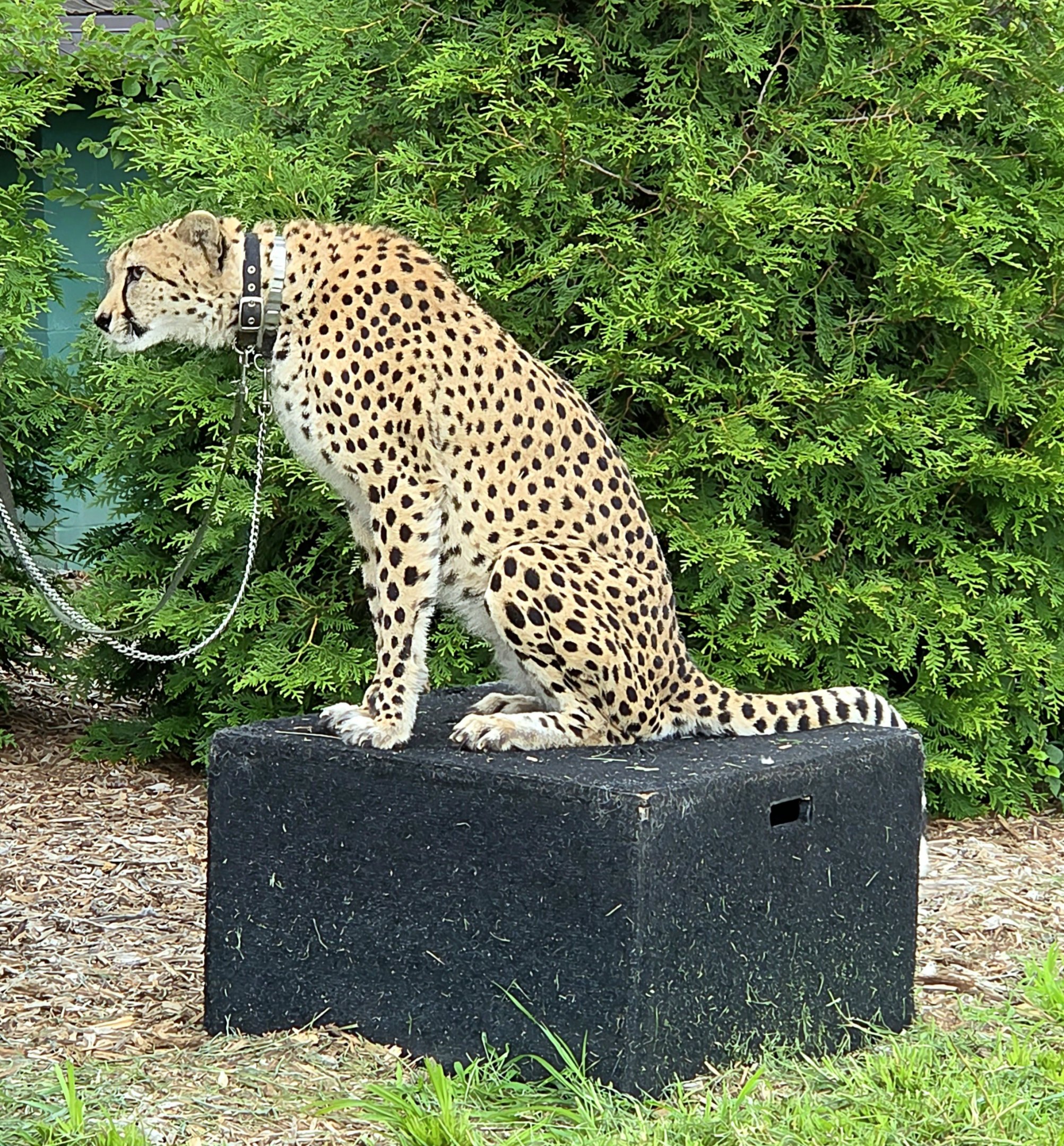 Cheetah-Omaha's Henry Doorly Zoo