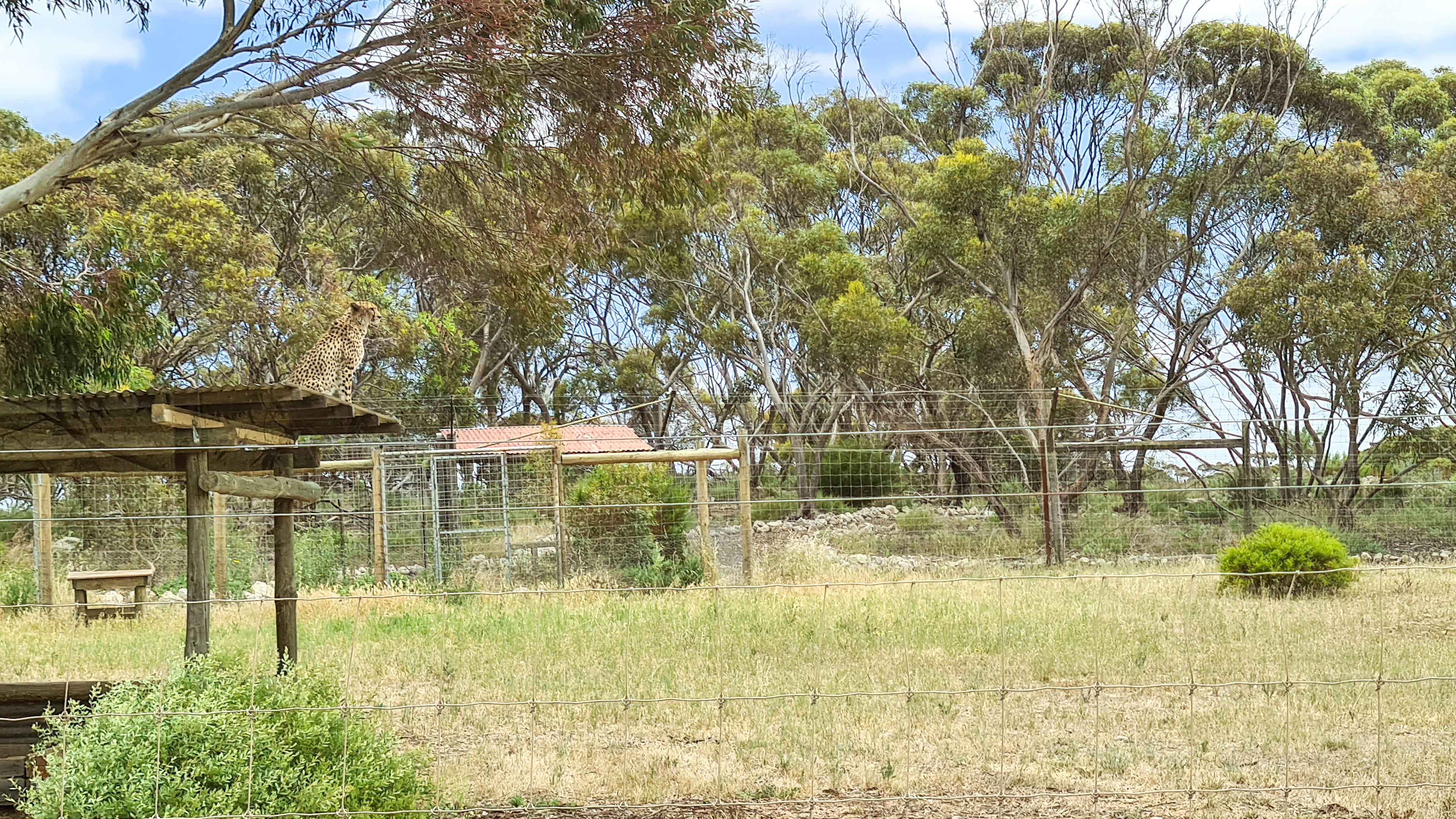 Cheetah on a hot tin roof