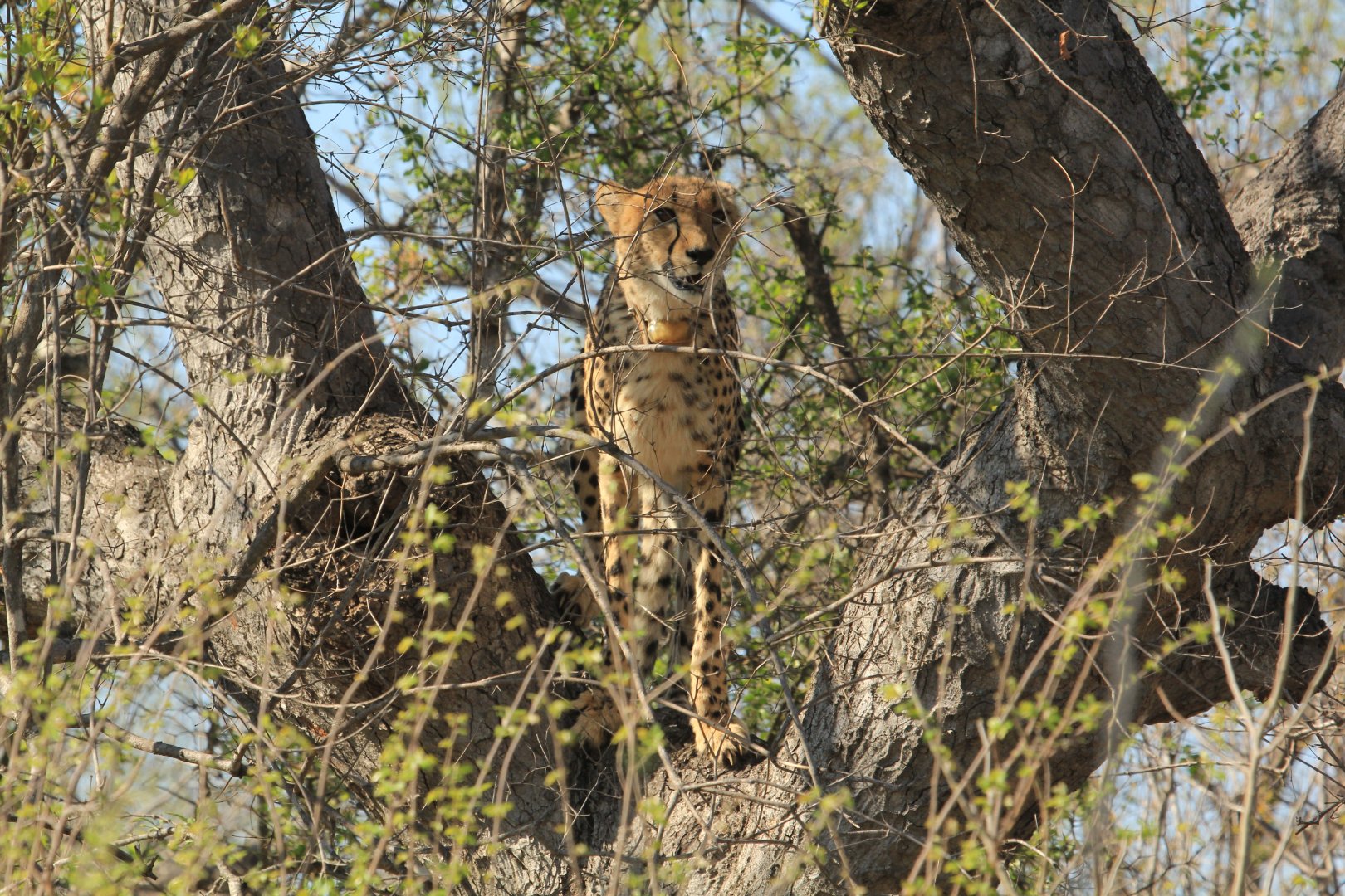 Cheetah on a tree (September 2012)