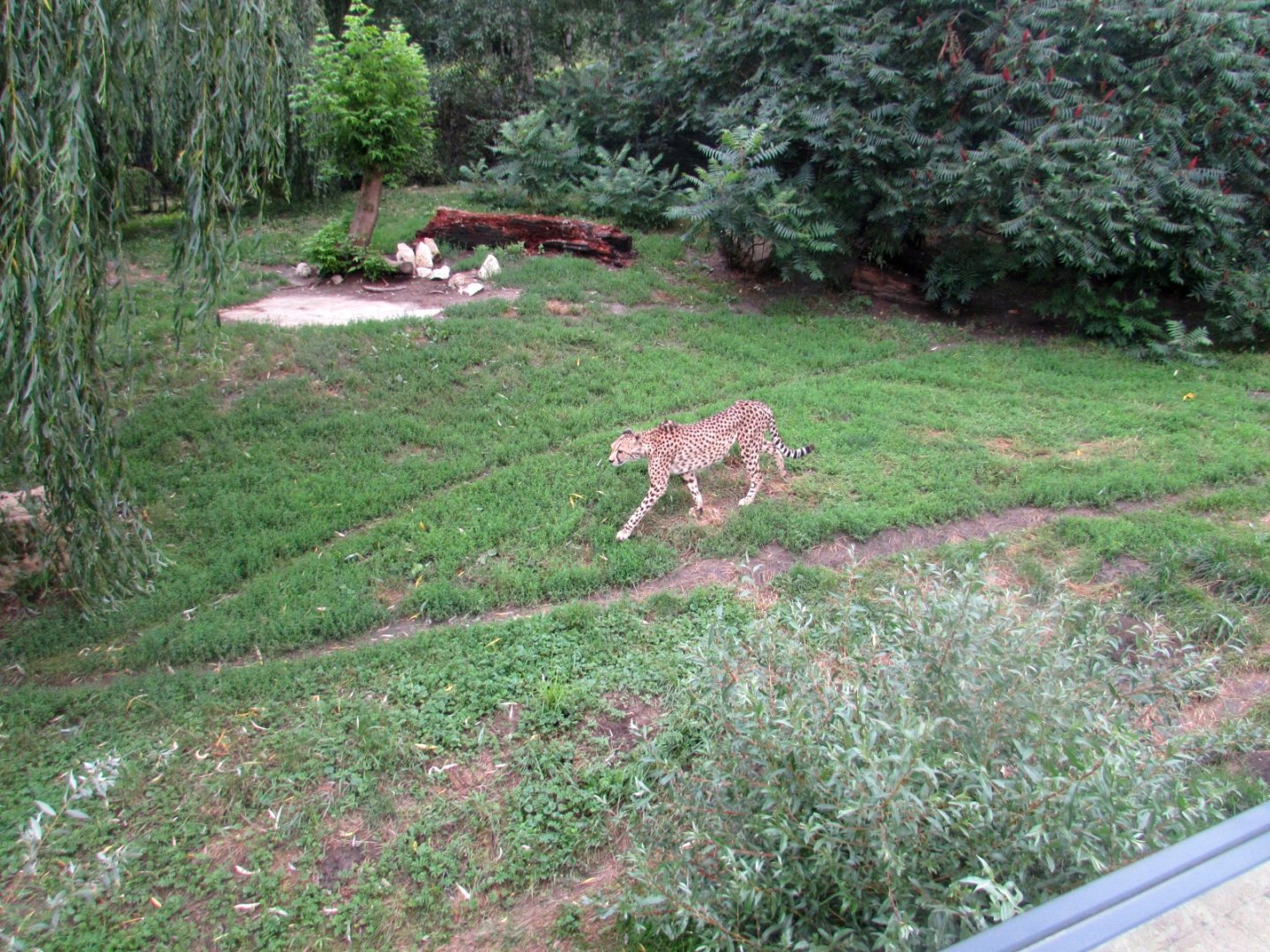 Cheetah on the first enclosure