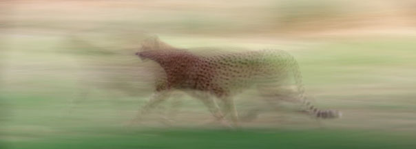 cheetah on the move