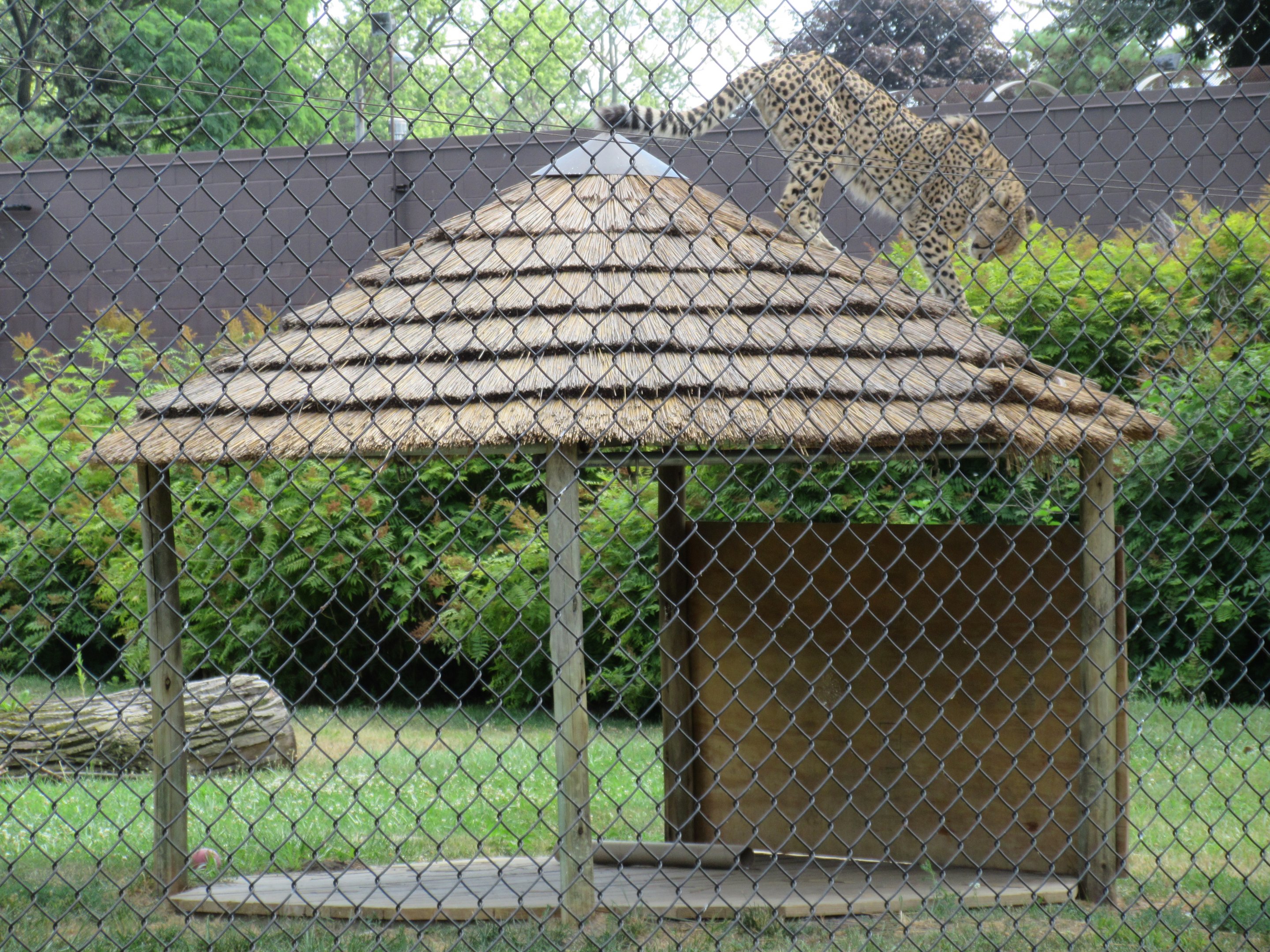 Cheetah on the roof!