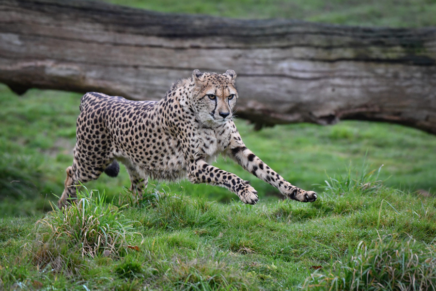 Cheetah on the run !