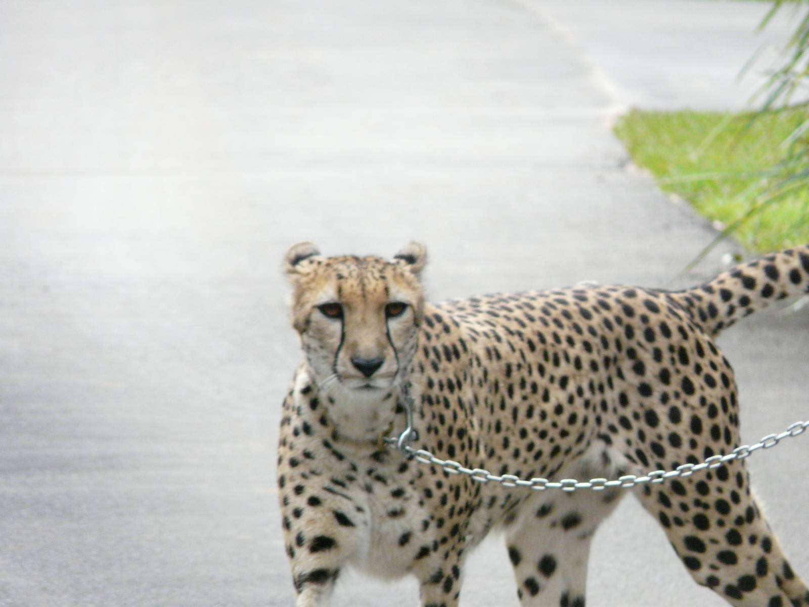 Cheetah on walk
