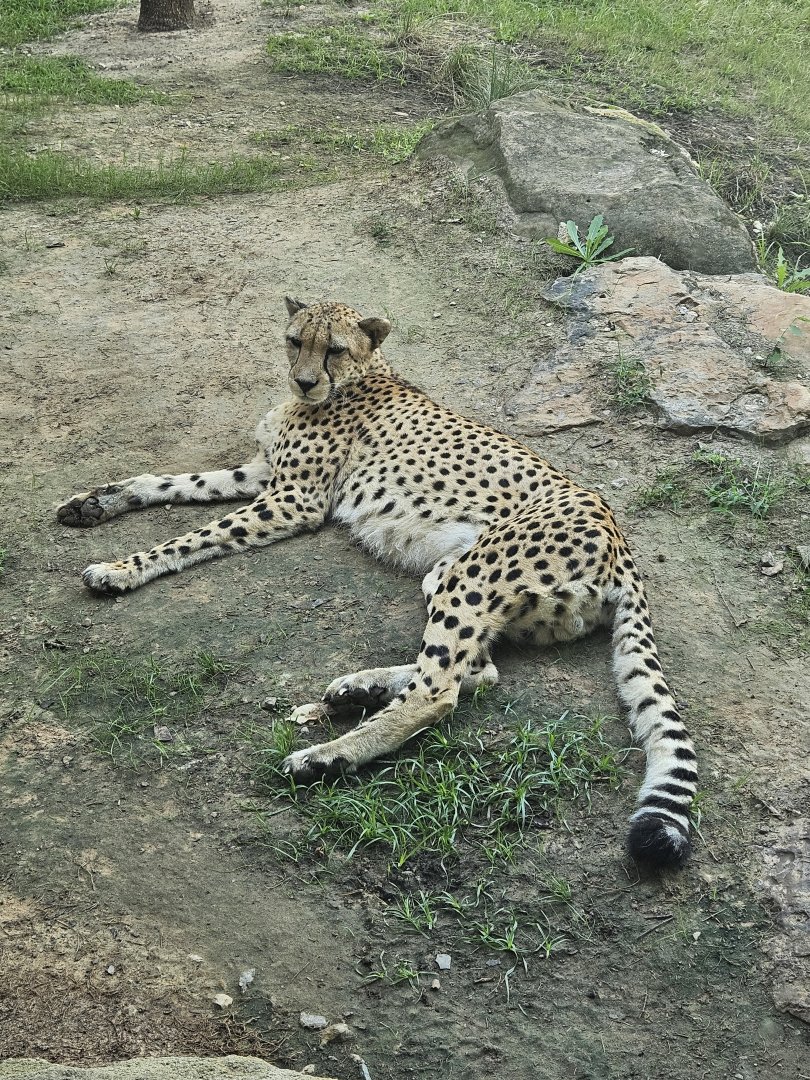 Cheetah out of it
