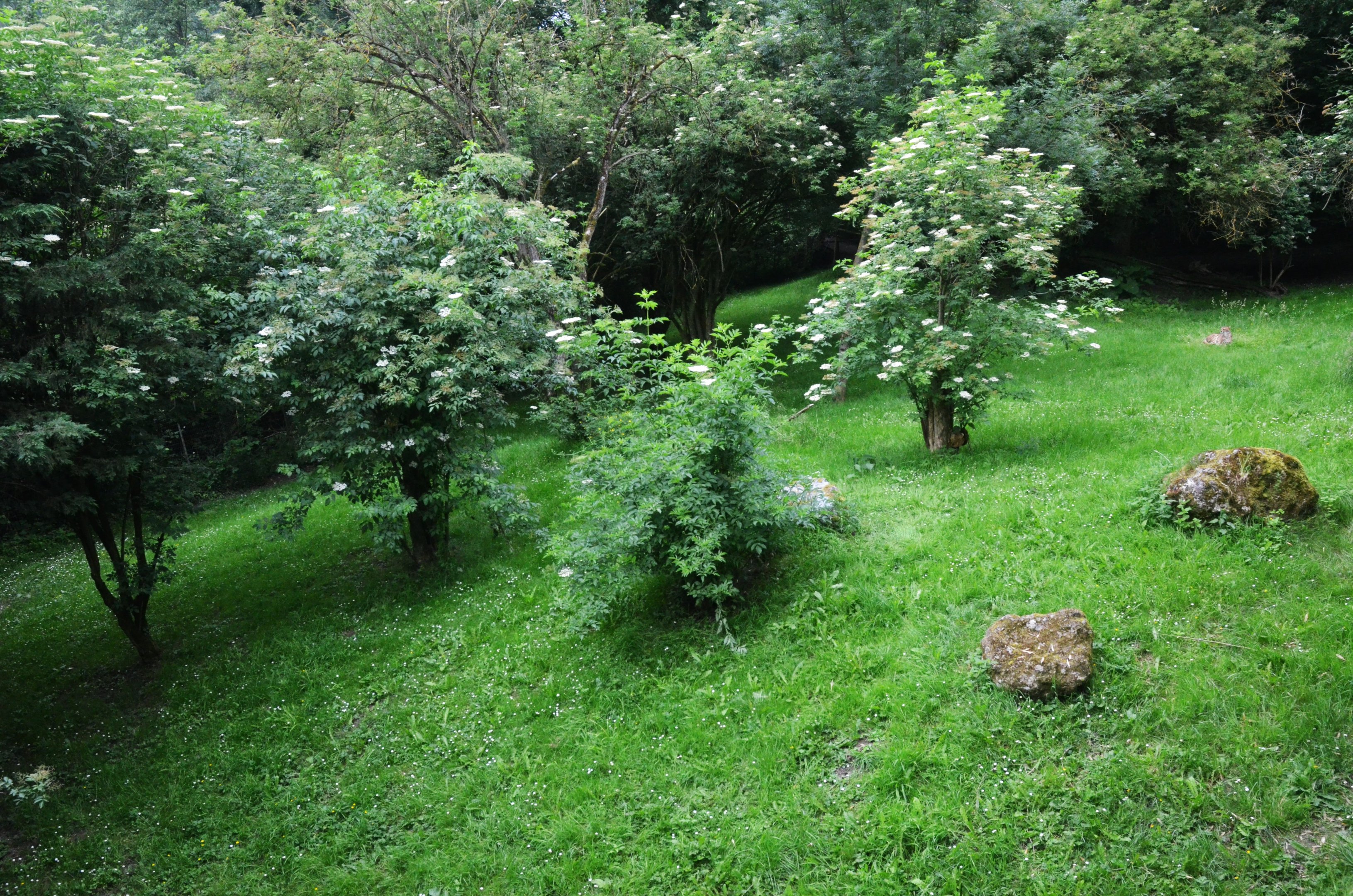 Cheetah Paddock at CERZA, 10/06/18