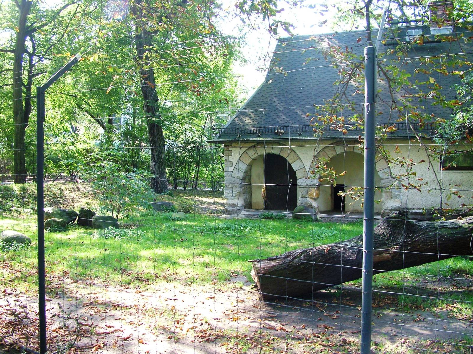 Cheetah Paddock at Dresden, 29/08/12