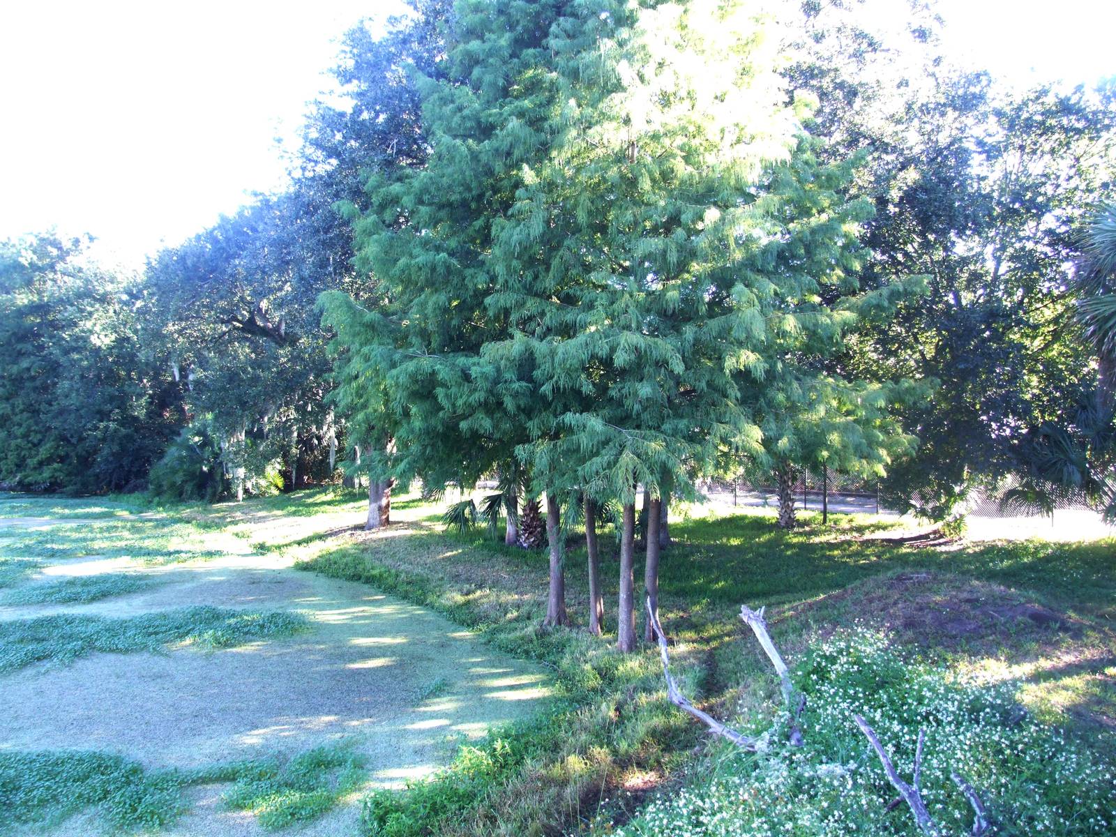 Cheetah Paddock at Jacksonville, 10/10/13