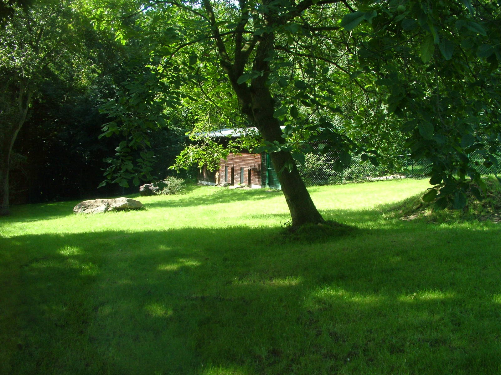 Cheetah Paddock at Opel-Zoo Kronberg, 30/08/10