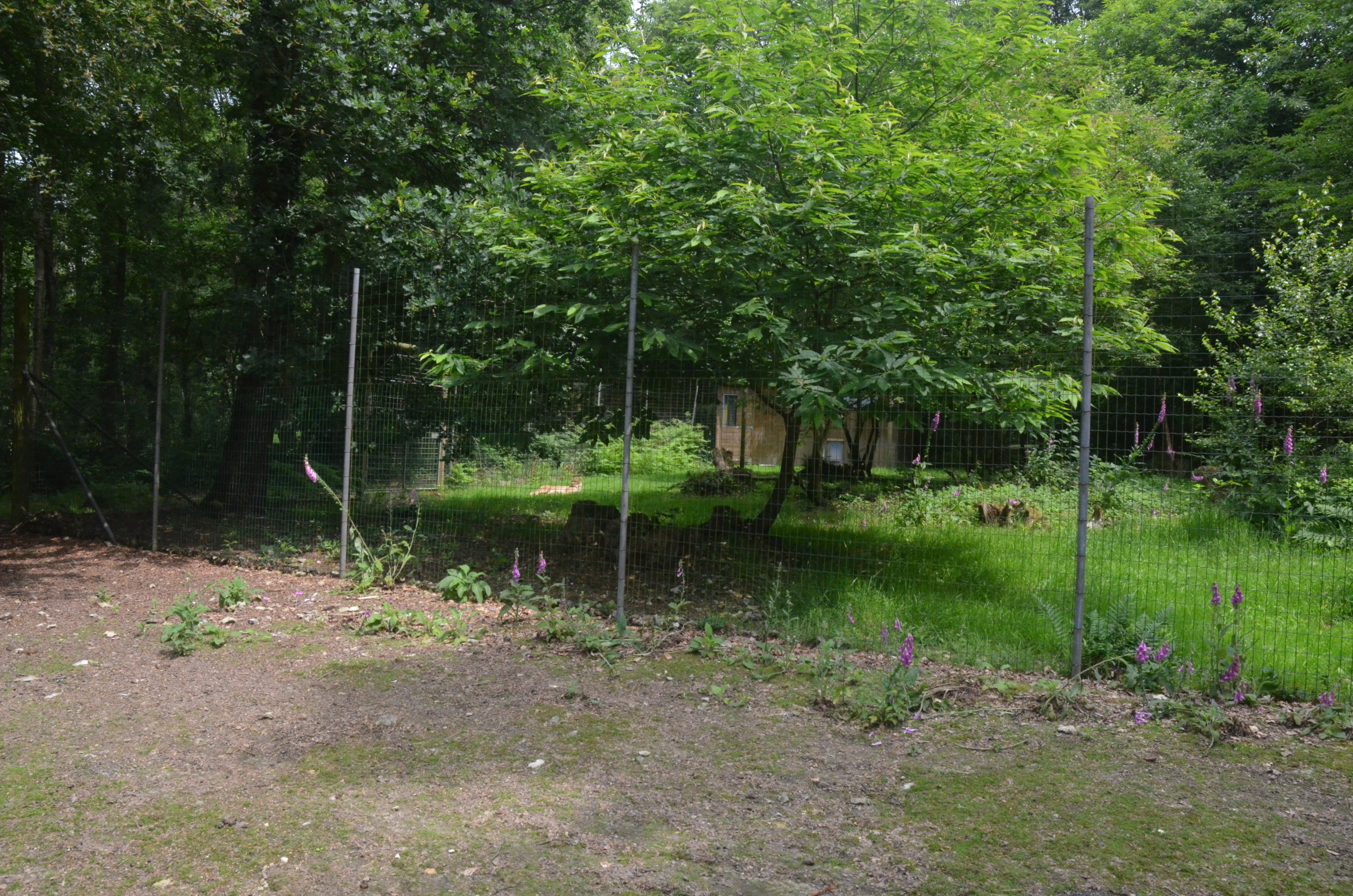 Cheetah Paddock from the Road Train at CERZA, 10/06/18
