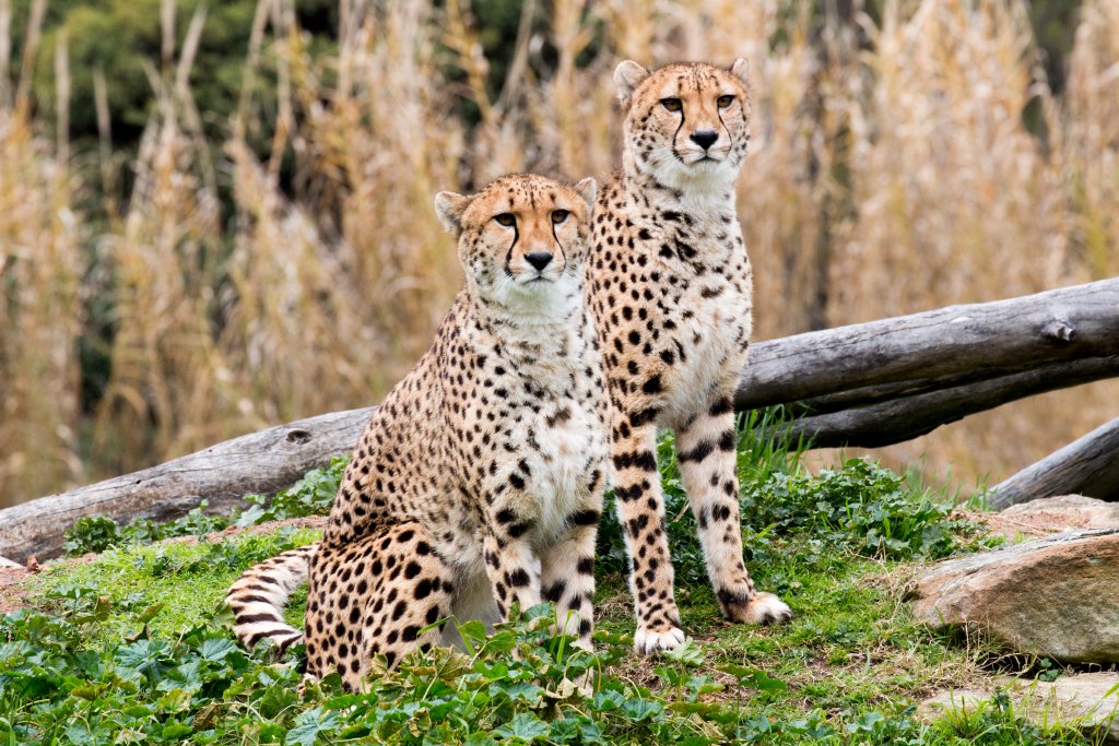 Cheetah pair