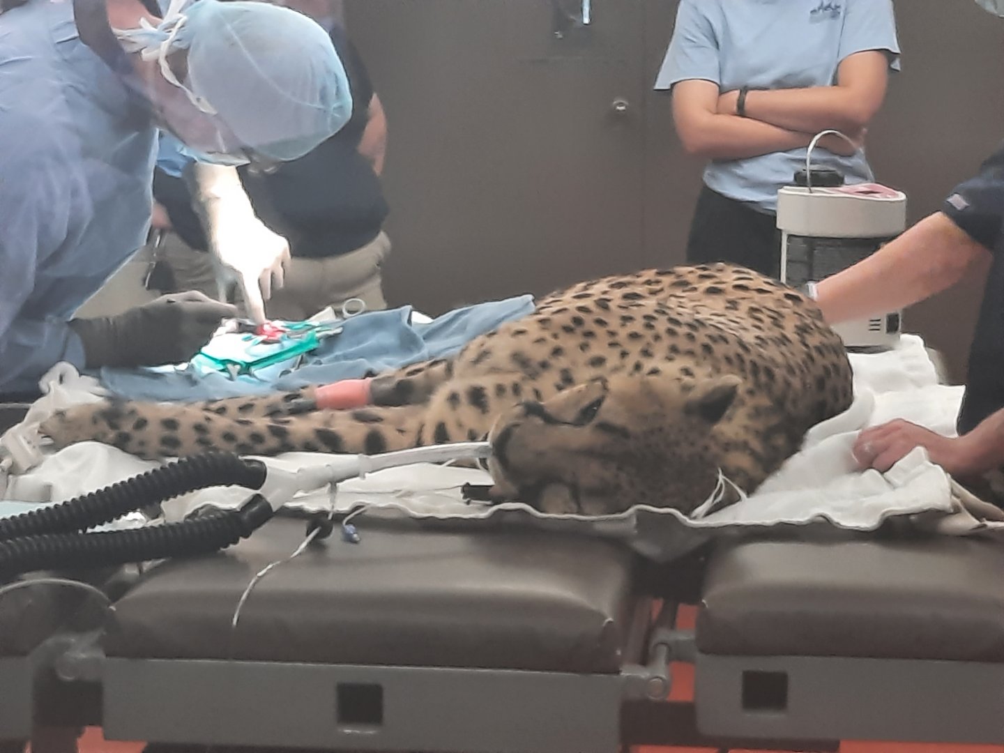 Cheetah Procedure