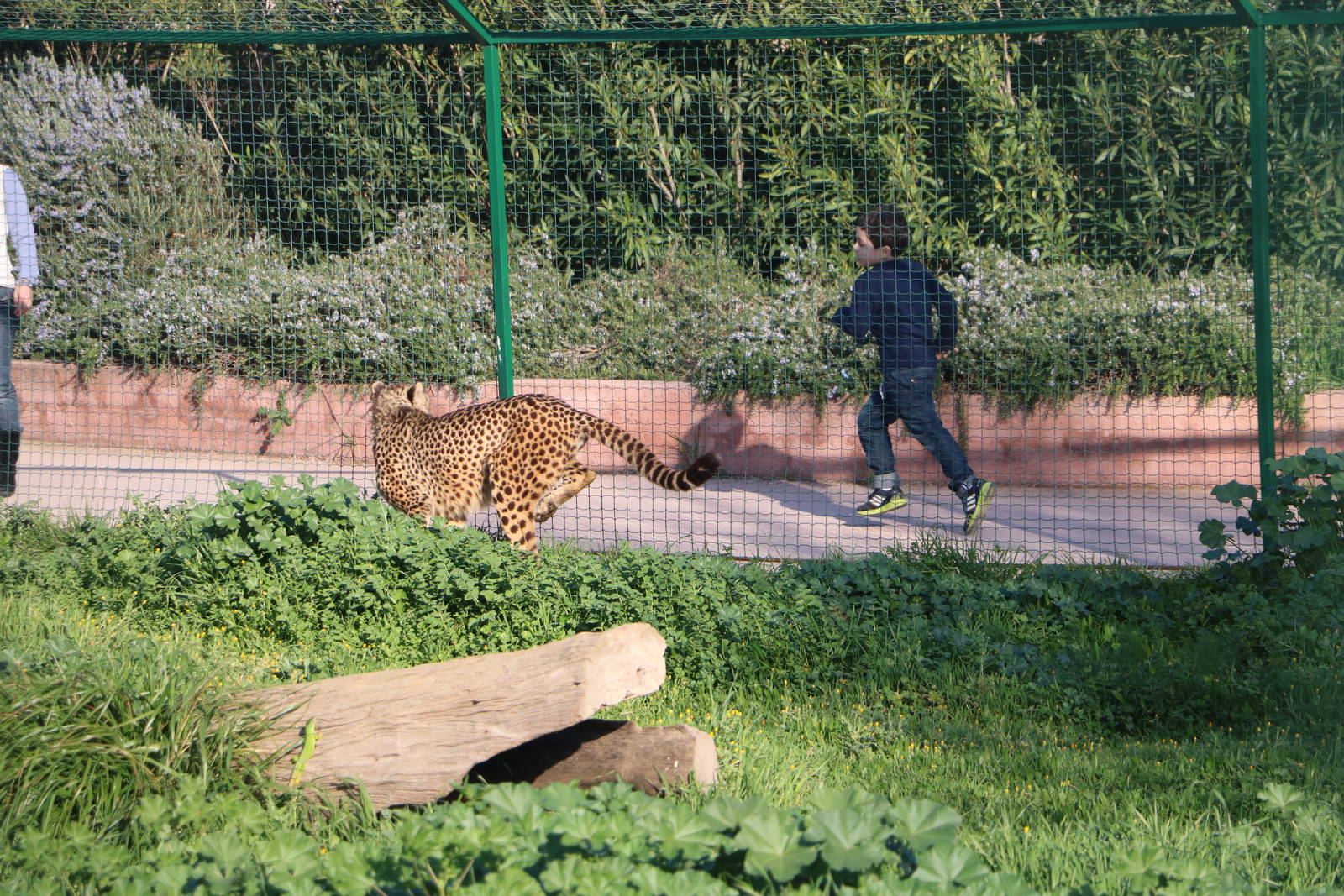 Cheetah racing a child, February 2016