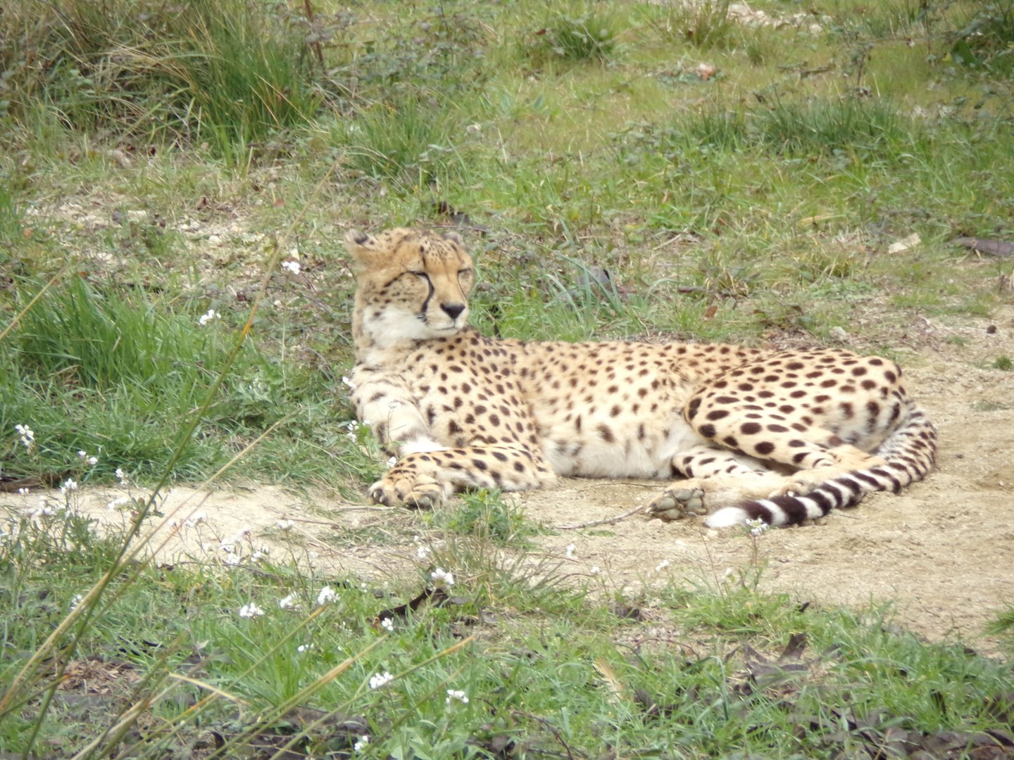 Cheetah - Réserve Africaine de Sigean (2024)