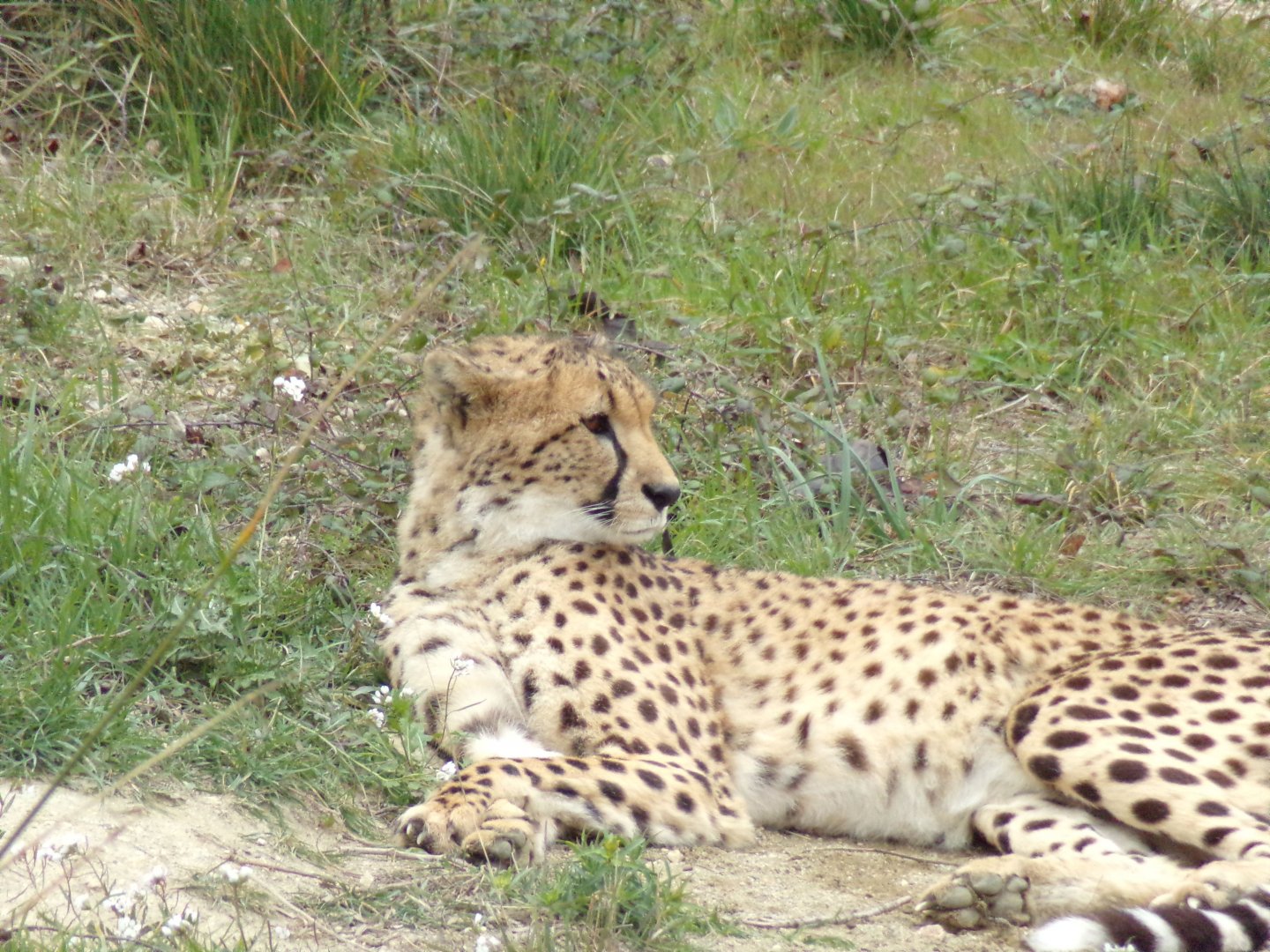 Cheetah - Réserve Africaine de Sigean (2024)