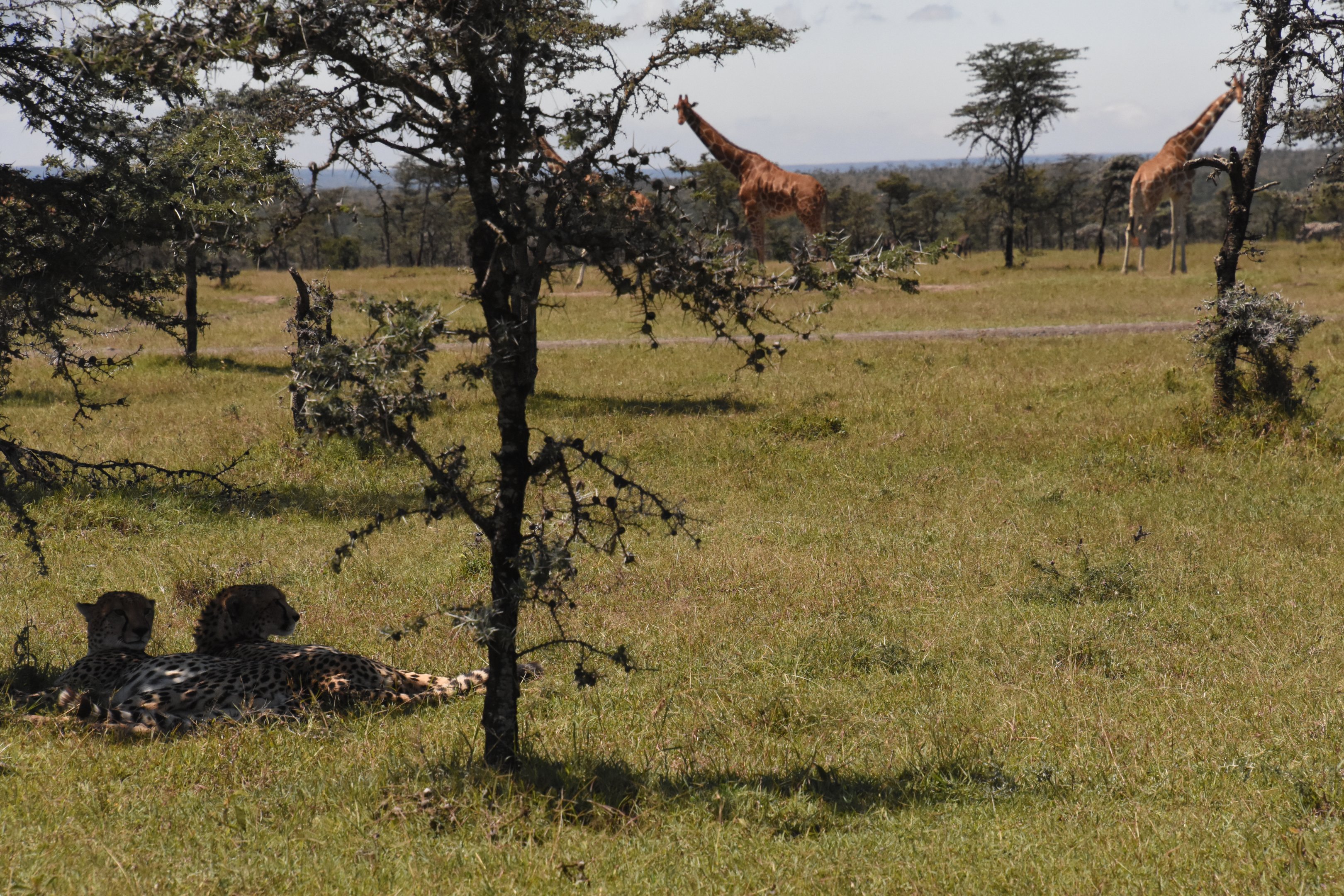 Cheetah resting with Reticulated giraffe in background