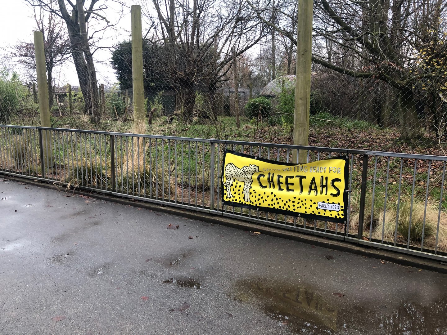 Cheetah Returning to Former Enclosure(s)