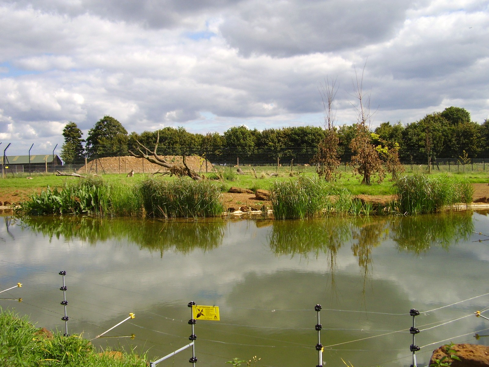 Cheetah Rock Exhibit