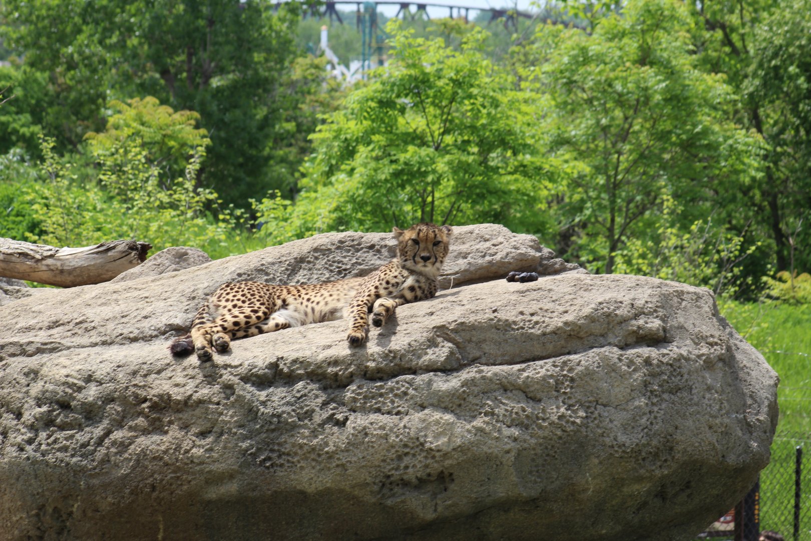 Cheetah Rock
