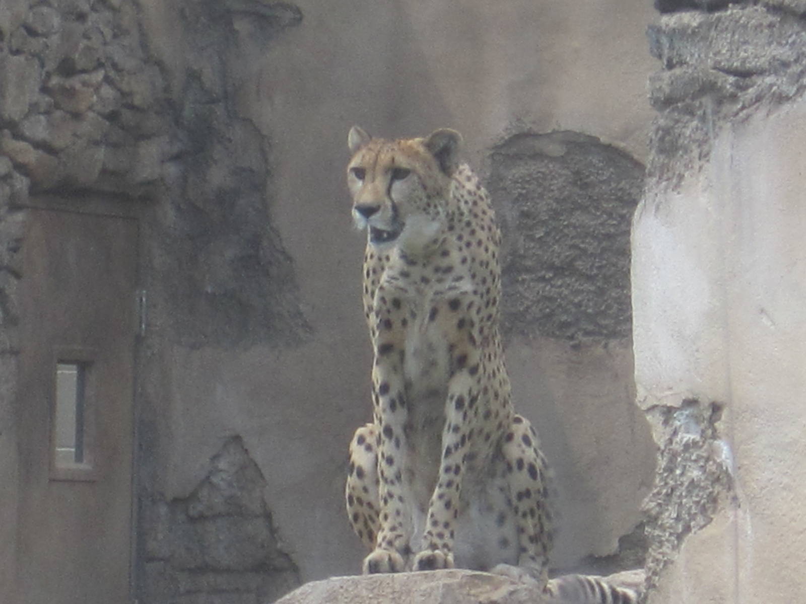 Cheetah Run- Cheetah on Rock