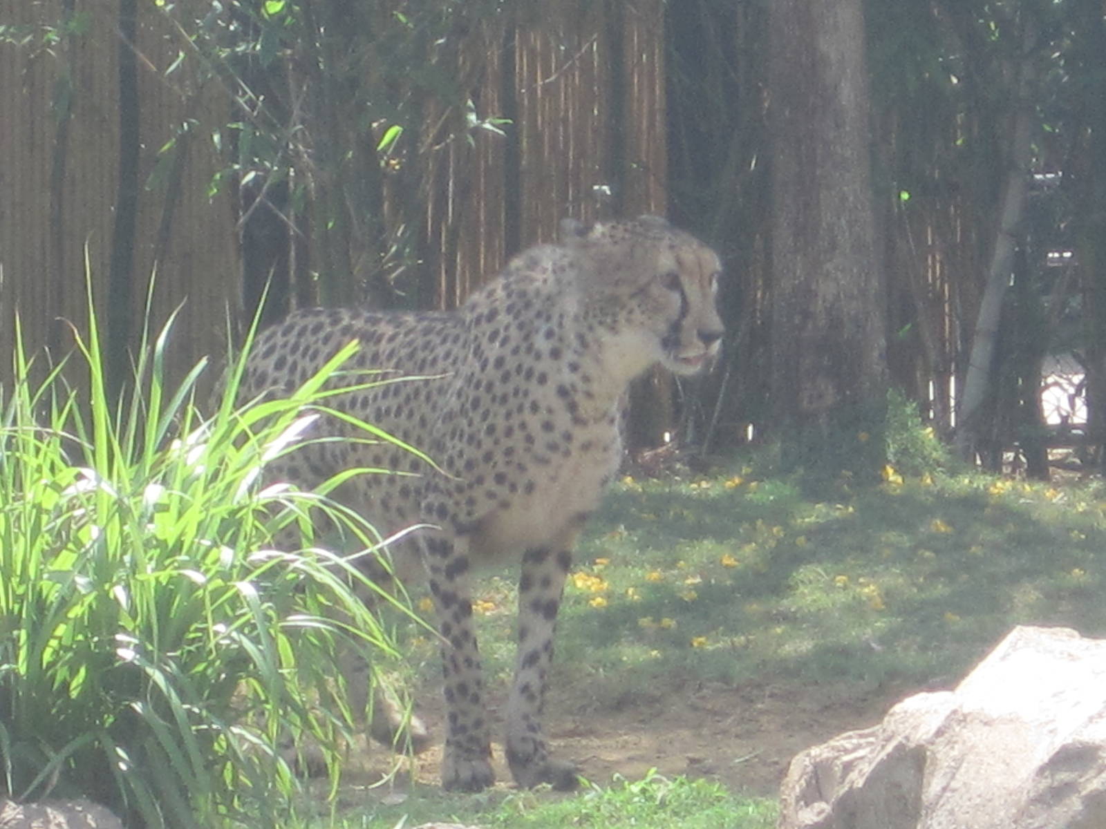 Cheetah Run- Cheetah