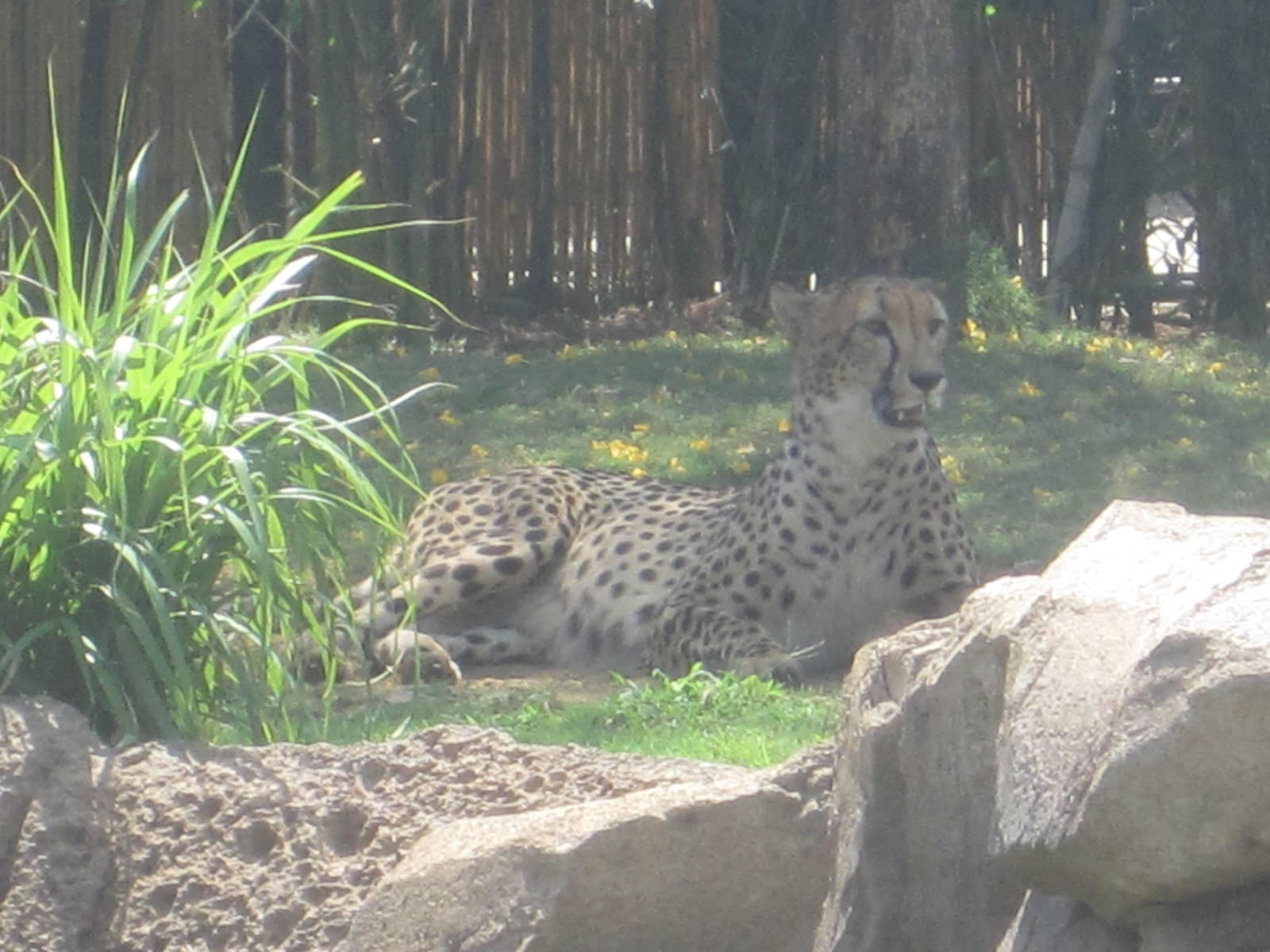 Cheetah Run- Cheetah